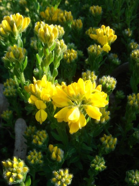 Genista hispanica